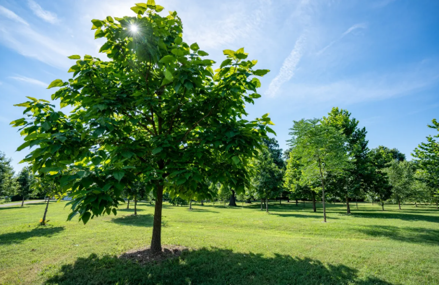 bloomberg trees